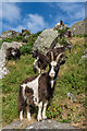 SS7049 : Feral goats by Ian Capper