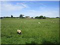 Sheep and Great Cumberwood Farm