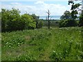 Wooded slope above Helensburgh