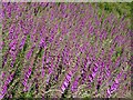 SO7639 : Foxgloves on the hillside by Philip Halling