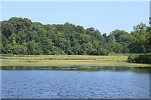 NS2209 : Swan  Pond, Culzean by Billy McCrorie