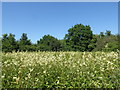 Meadowsweet near Ten Acre Wood