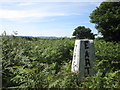 Errington Wood trig point