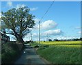 Lane and fields north of Baschurch