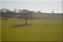 ST6533 : Single tree in field by N Chadwick