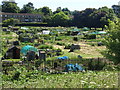 Allotment Gardens