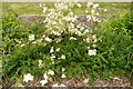 SE6756 : Filipendula vulgaris, Breezy Knees Gardens by Rich Tea