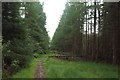 NN2280 : Path, Leanachan Forest by Graham Robson