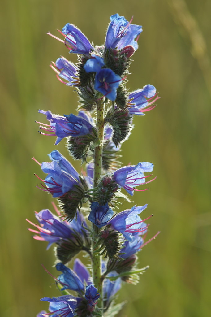 Viper's Bugloss (Echium vulgare),... © Mike Pennington :: Geograph ...