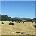 Round bales near Langholm