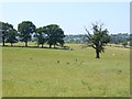 Trees and pasture