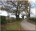 Deciduous trees in November, Coppice Green Lane near Shifnal