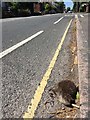 Dead hedgehog on Nottingham Road