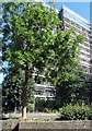 Tower block refurbishment on Wat Tyler Way