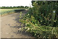 Bridleway into Bainton