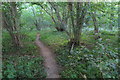 Path into Stoke Wood