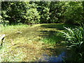 Pond on the Hillingdon Trail