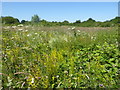 Wildflower meadow near Gutteridge Wood seen from the Hillingdon Trail