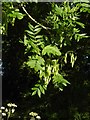 Ash keys at mid-summer, Palewell Common