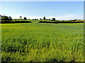 H3990 : Crop field, Drumnahoe by Kenneth  Allen