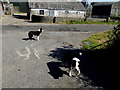 H3890 : Two friendly dogs, Drumnahoe by Kenneth  Allen