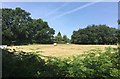 Field beside the Footpath