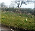 Daffodils on a roadside verge