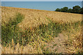 SU0630 : Barley, Burcombe by Derek Harper