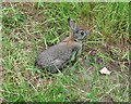 SS9224 : Rabbit, near Hele Manor Farm by Roger Cornfoot