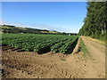 Potato field by the A90