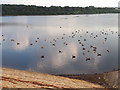 SE3041 : Geese on Eccup reservoir by Stephen Craven