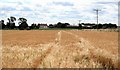 Ripening crops Town End Fields