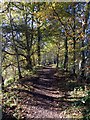 Waggonway embankment, Houghall