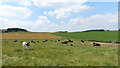 SK0869 : Field of cows near Brierlow Bar by Gareth James