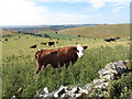 SK0868 : Cattle on Hind Low by Gareth James