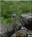 Wheatear (Oenanthe oenanthe) - male