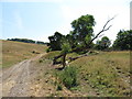 Track near Tunstead