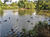 TQ2938 : Canada Geese on lake, Worth Park by Robin Webster