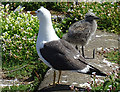 NT6599 : Lesser Black-backed Gull (Larus fuscus) with Chick by Anne Burgess