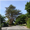 Evergreen tree overshadowing the road junction, Penmaen