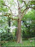 SE3337 : Chestnut tree in St John's churchyard, Roundhay by Stephen Craven