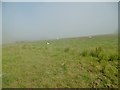 Ballyvoy, sheep grazing