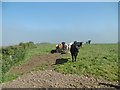 Fair Head, cattle grazing