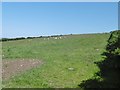 Ballyvoy, sheep grazing