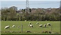 Sheep by the Royal Military Canal