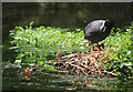 Coot Nest, River Wandle