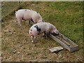 SO9156 : Snouts in the trough by Oliver Dixon