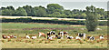 Cattle, Ballyknock near Moira (July 2018)