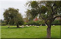 Sheep in old Orchard, Charfield, Gloucestershire 2014