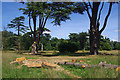 TL8161 : Cedars in Ickworth Park by Ian Taylor